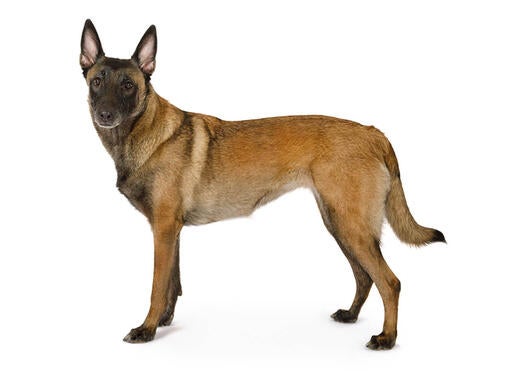 White deals malinois dog